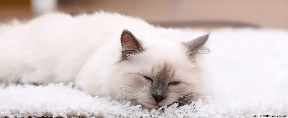 Как пожилой возраст влияет на кошек