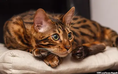 Чем кормить бенгальскую кошку?