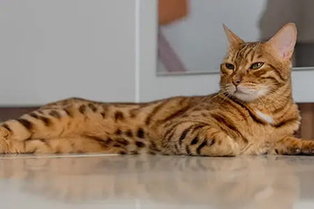 Чем кормить бенгальскую кошку?