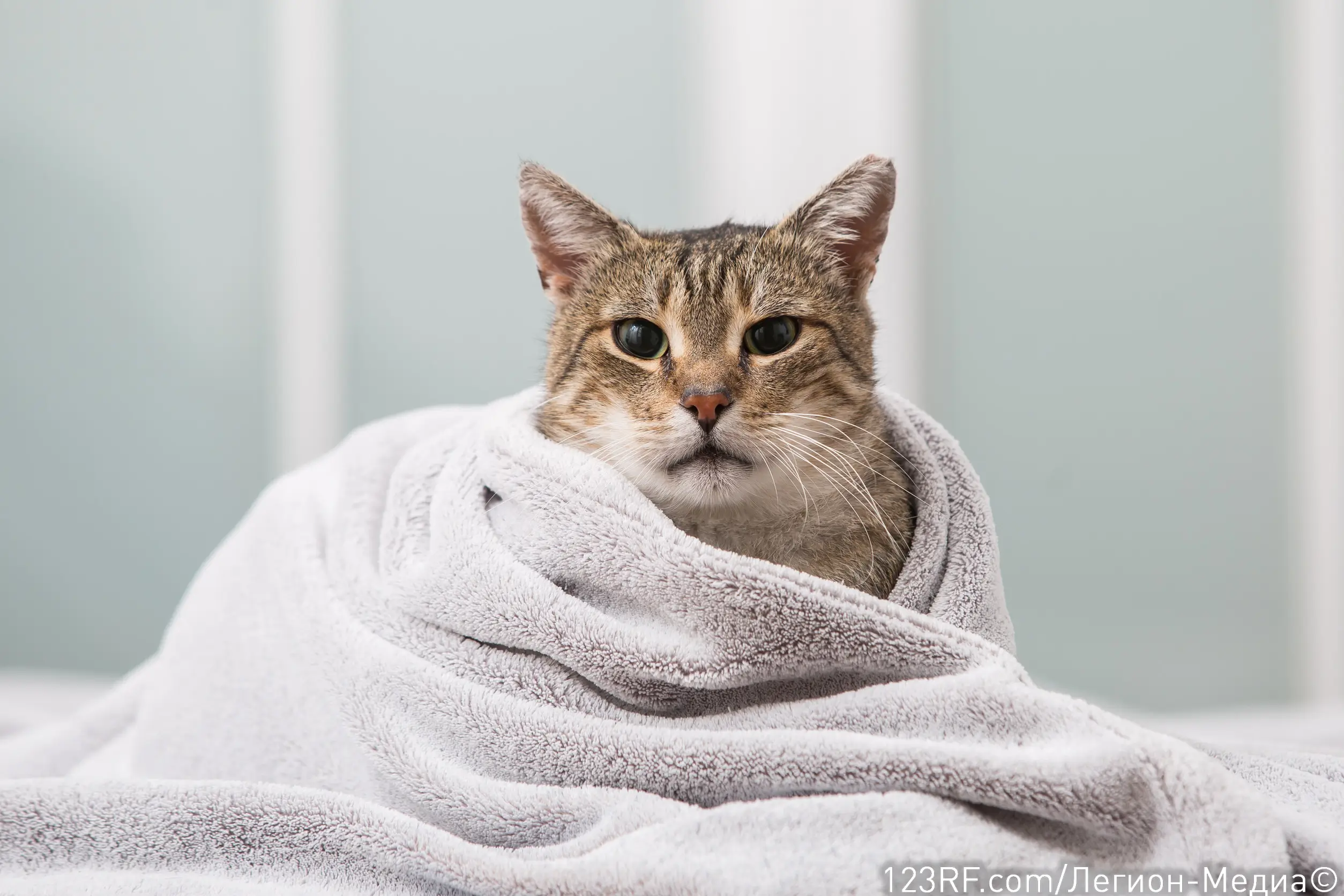 Как помыть кошку?