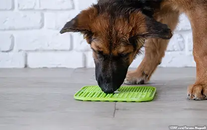 Чем кормить щенка немецкой овчарки?