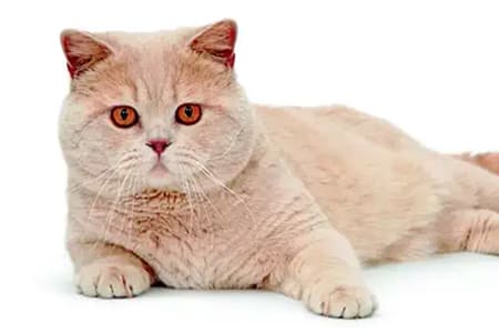Чем кормить британскую кошку?