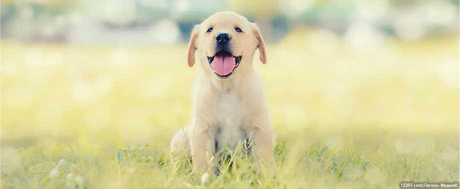 Где можно купить щенка?