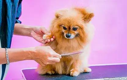 Как ухаживать за шпицем?