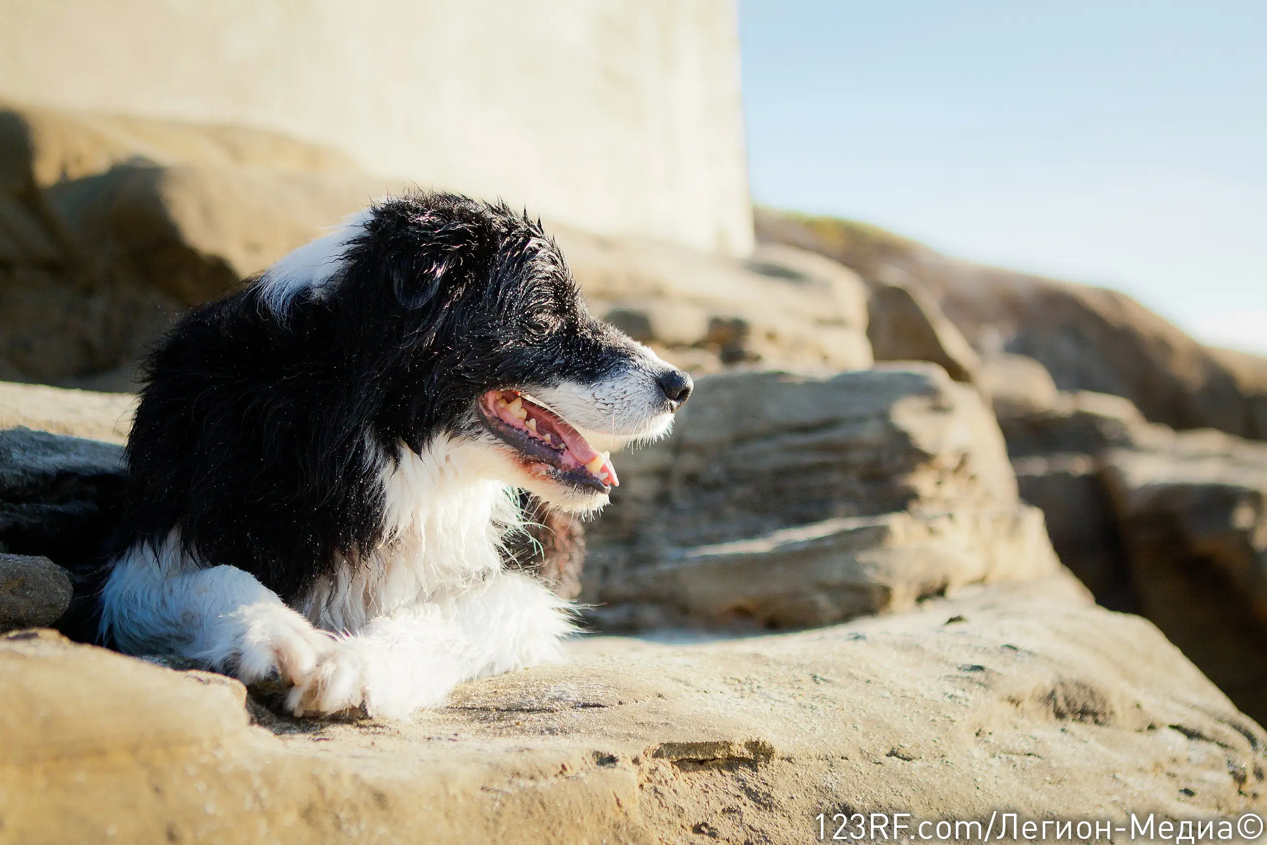 Дипилидиоз у собак – симптомы и лечение