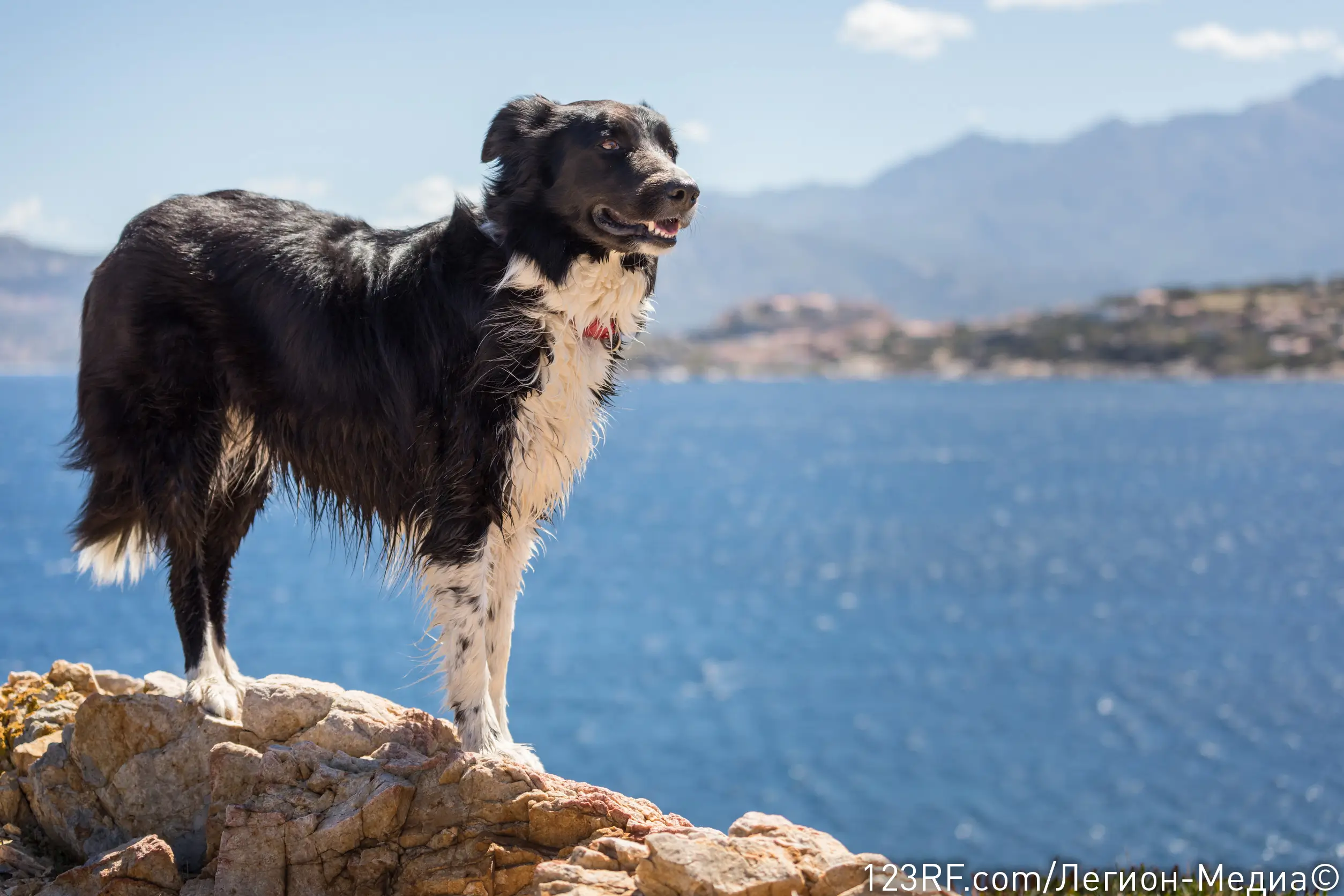 Кератит у собак – что это, симптомы и лечение