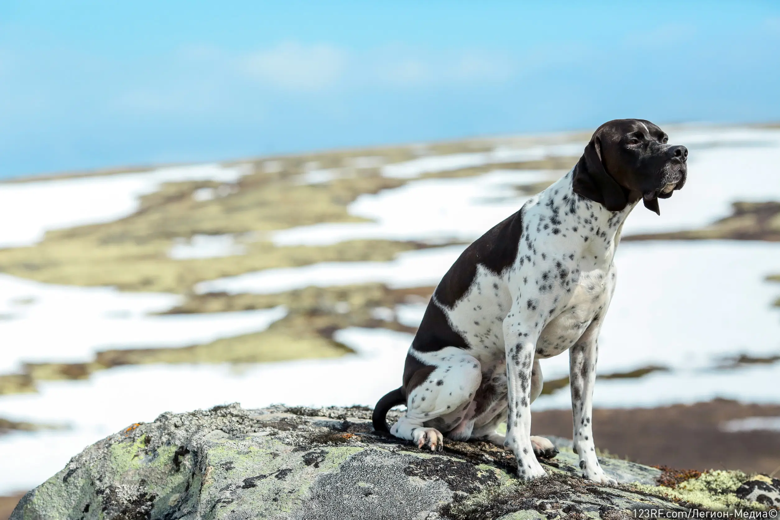 Все о пиелонефрите у собак: что это, симптомы и лечение