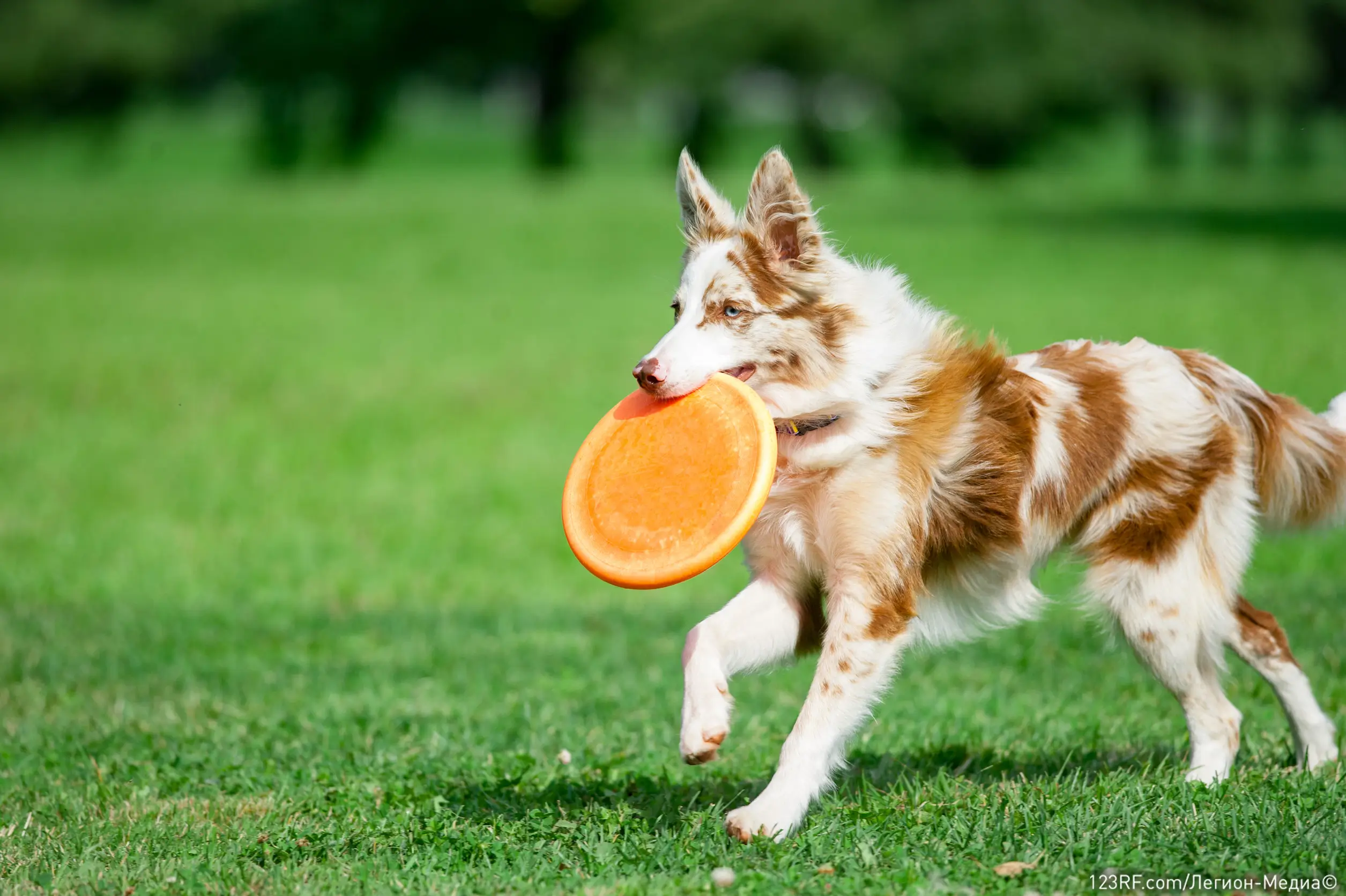 Можно ли давать виноград собакам, и если нельзя, то почему?