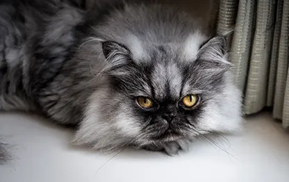 Чем кормить персидскую кошку?