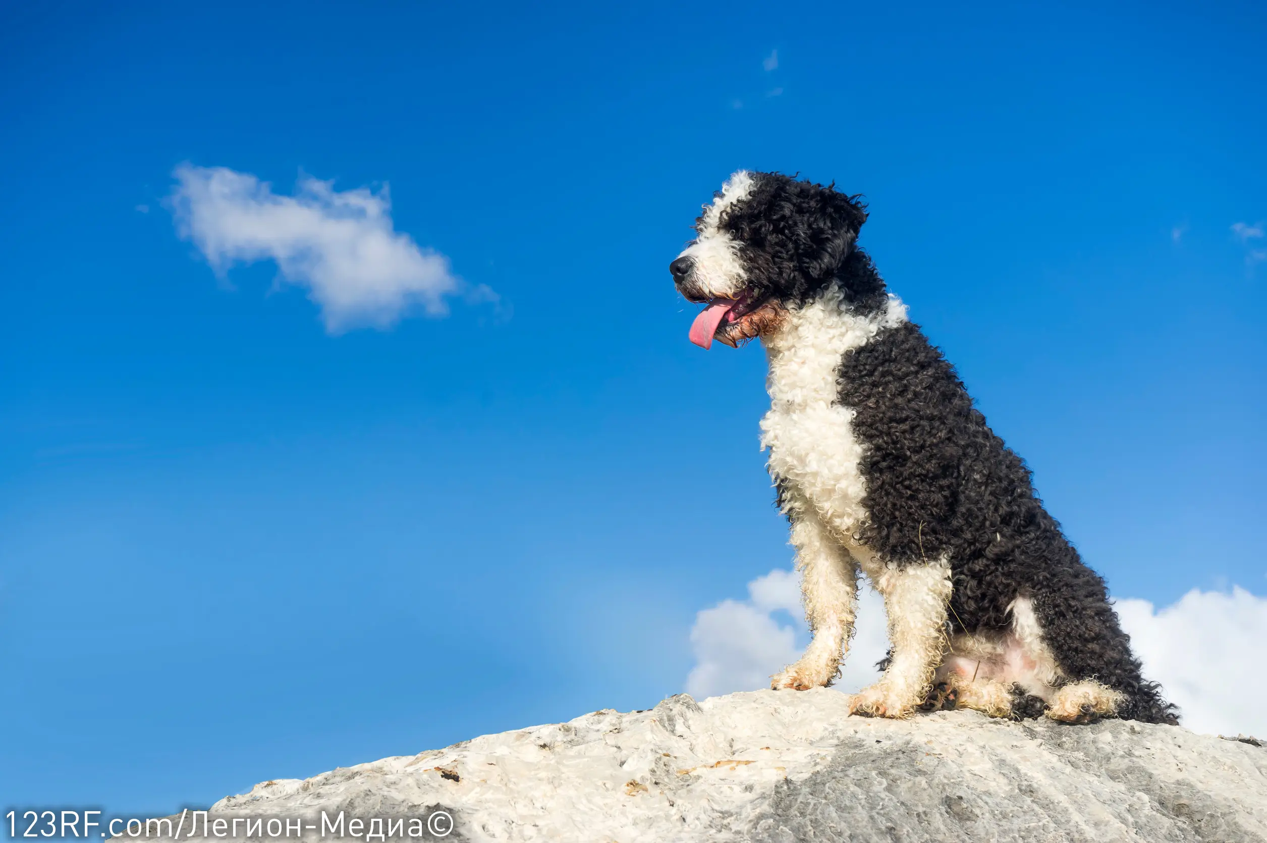 Можно ли макароны собакам — вареную лапшу, вермишель и другие виды