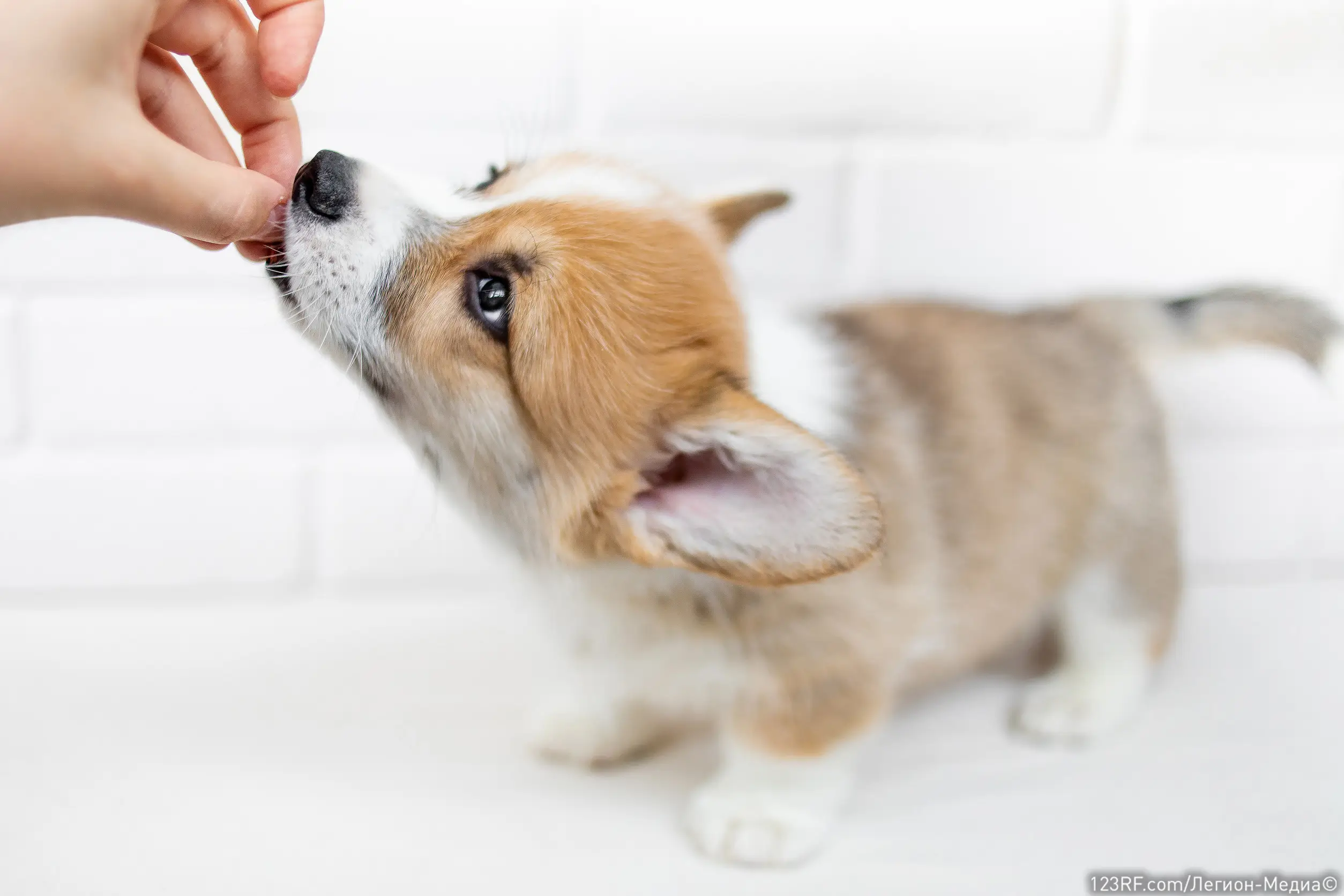 Можно ли собакам давать есть помидоры?