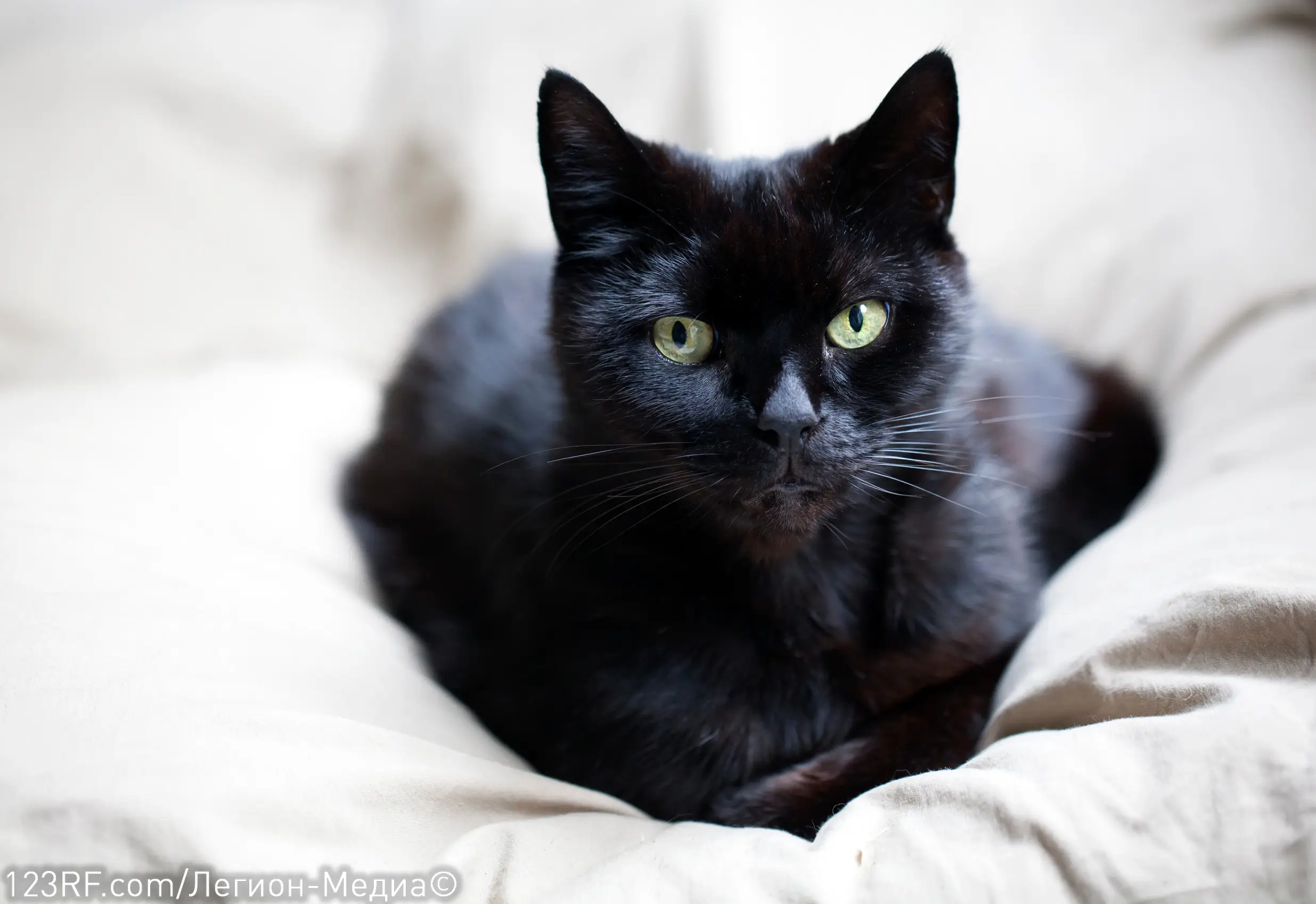 Можно ли кошкам морковь?