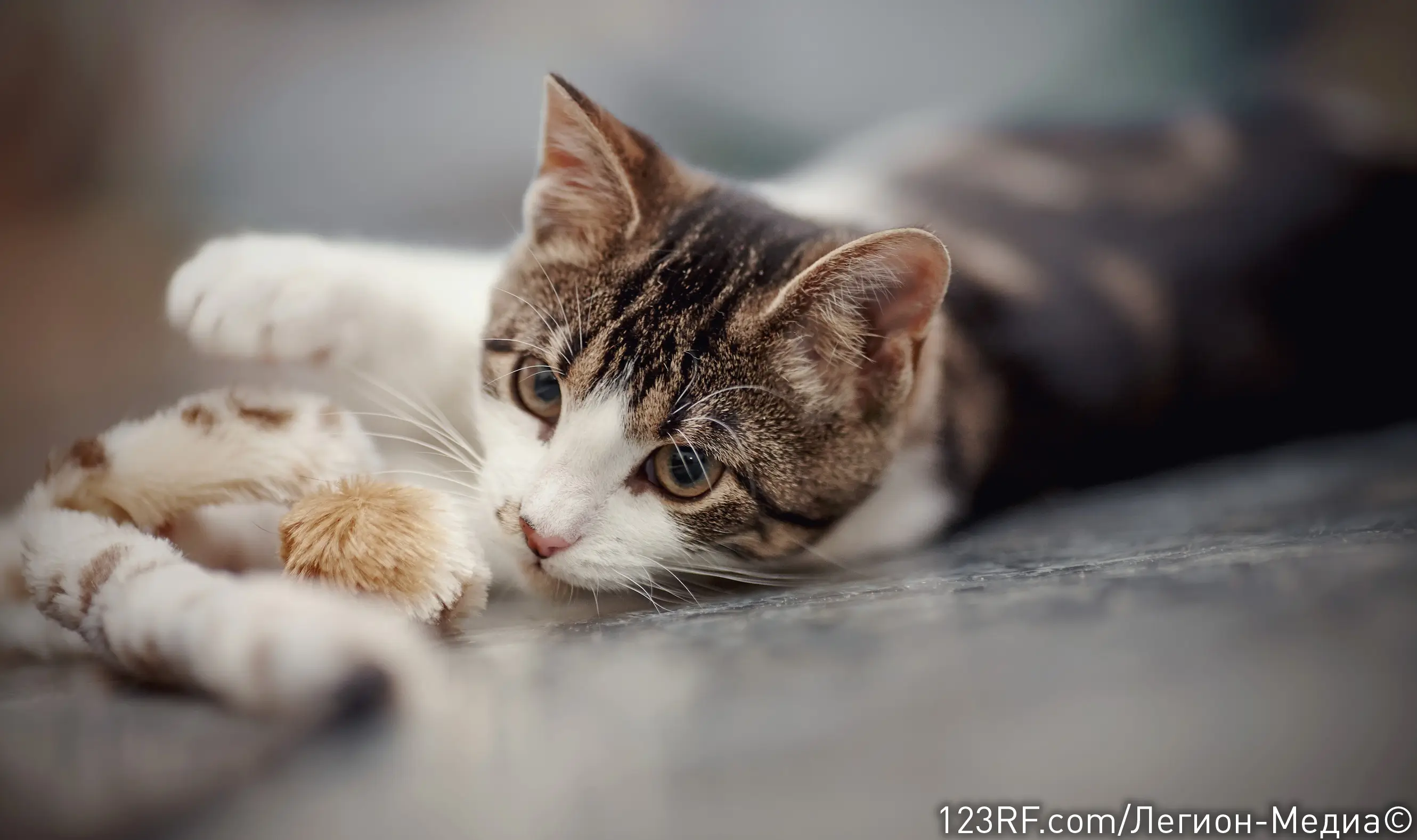 Можно ли кошкам давать есть помидоры?