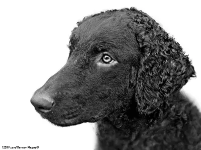 Курчавошерстный ретривер