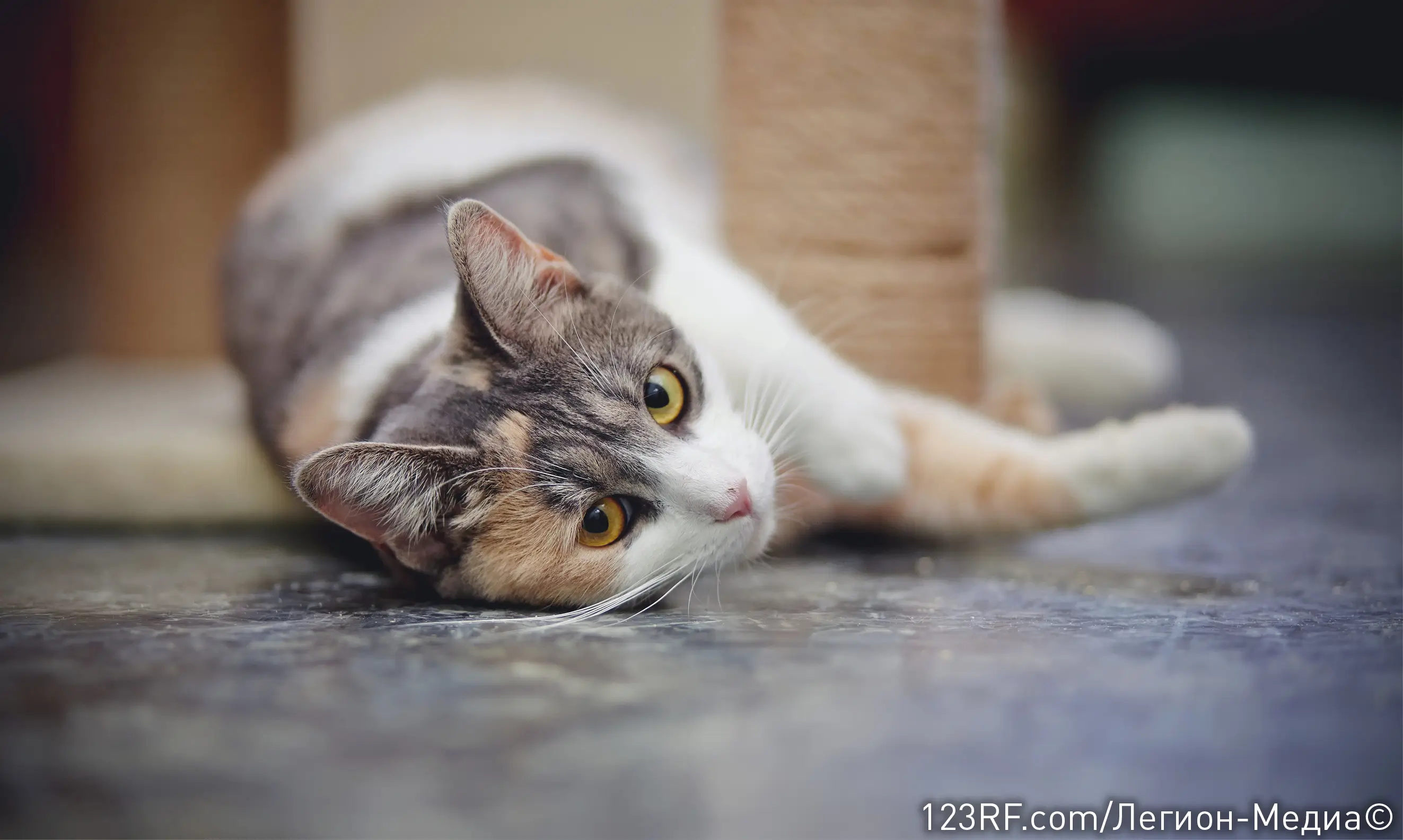 Можно ли кошкам хлеб или нет?