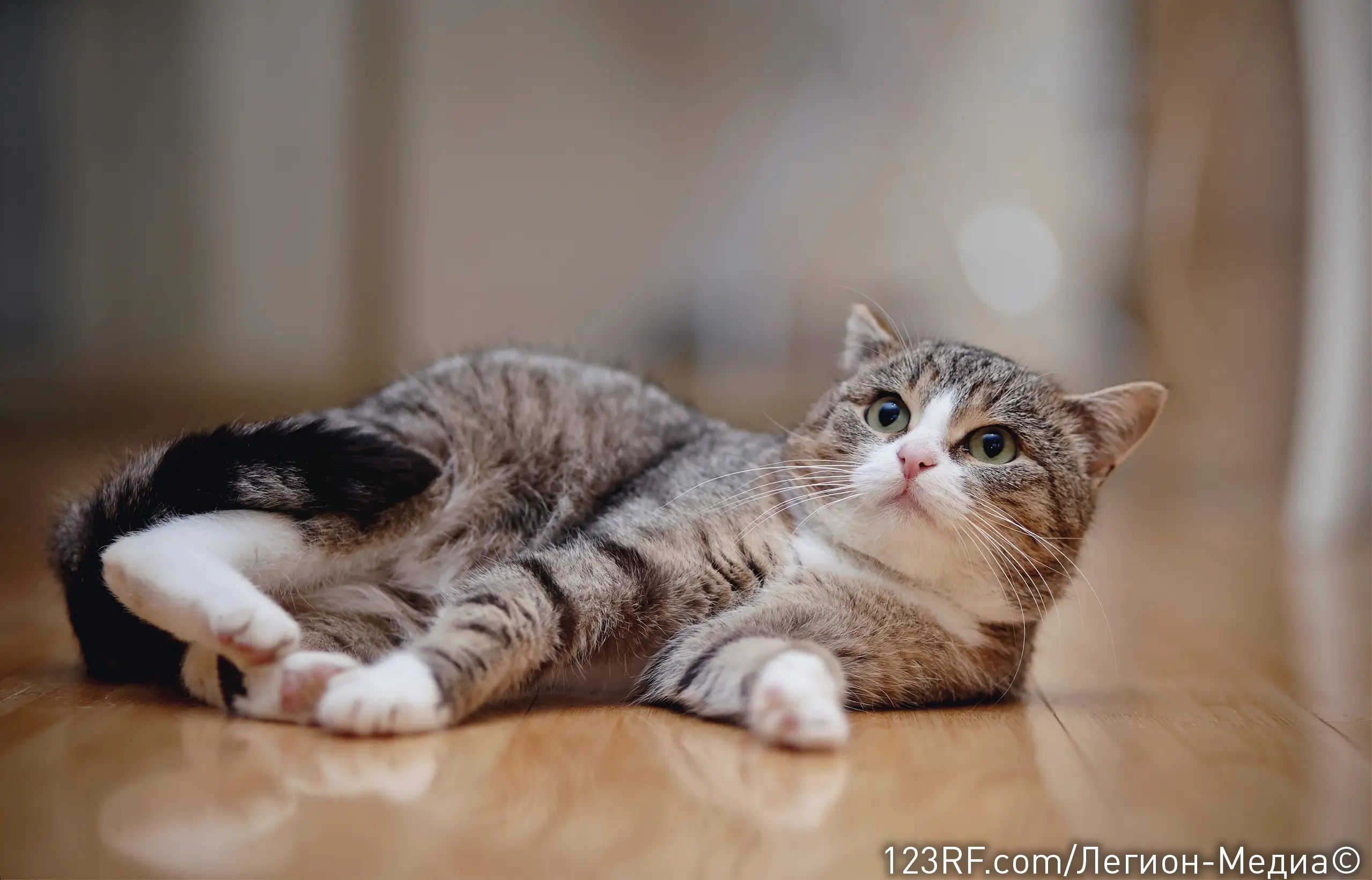 Кровь из носа у кошки — основные причины и что делать