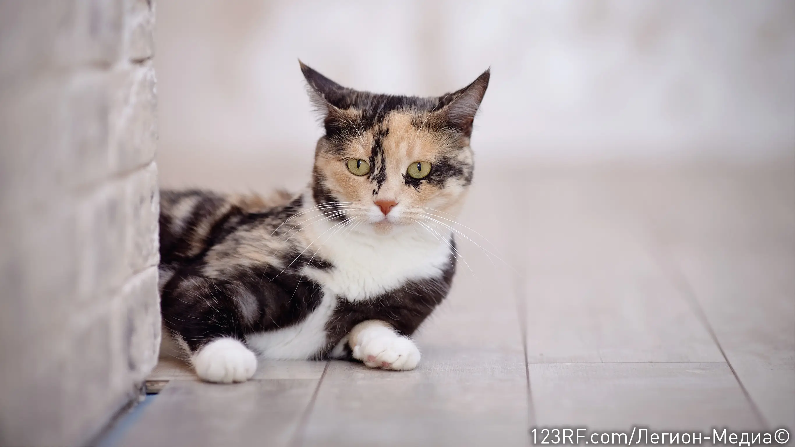 Все о криптококкозе у кошек: симптомы и лечение