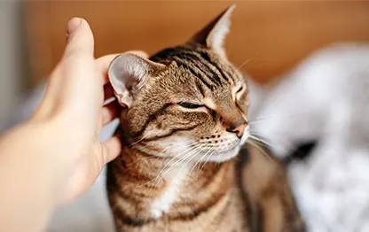 Как чистить уши кошке?