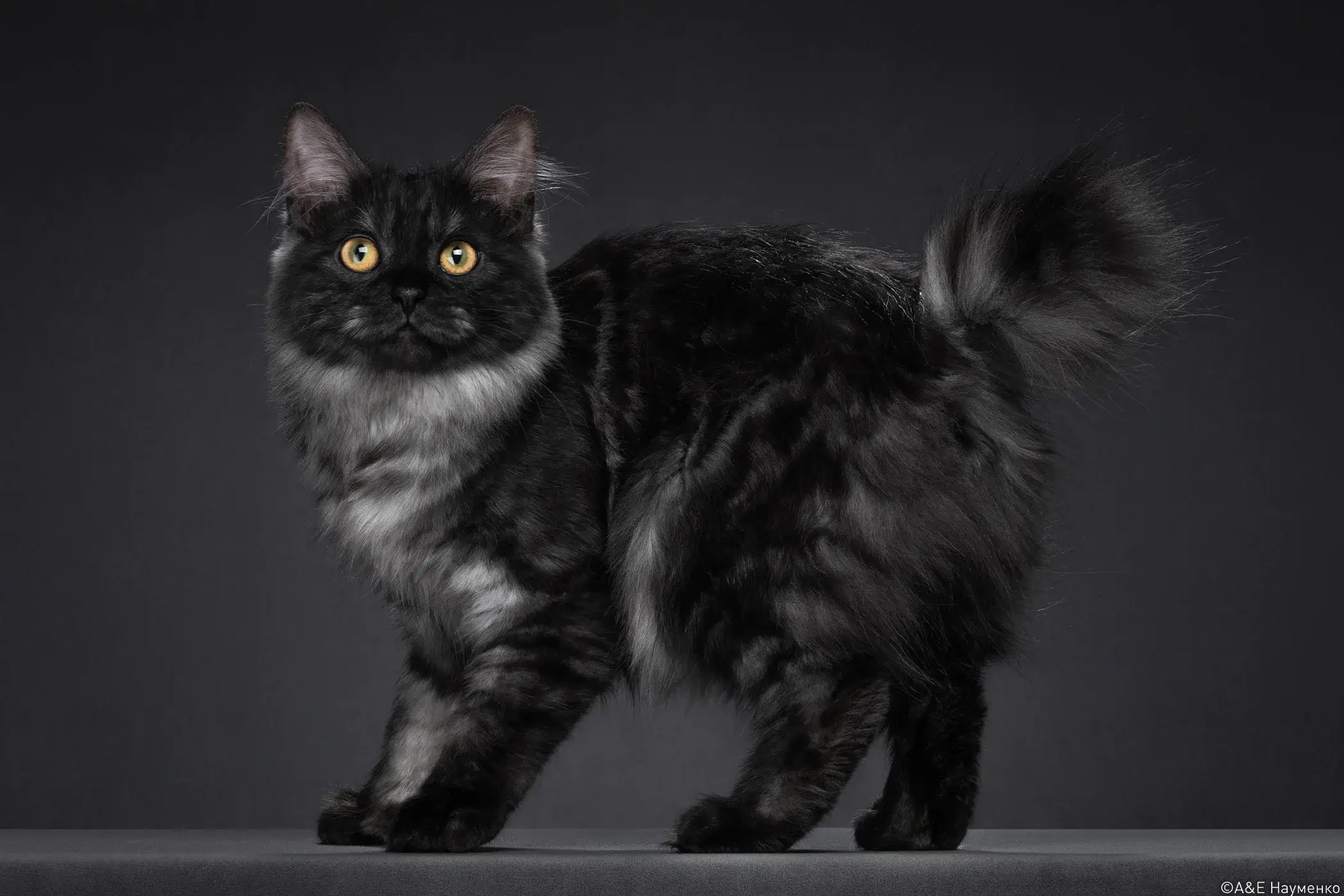 Аллергия на породу курильский бобтейл