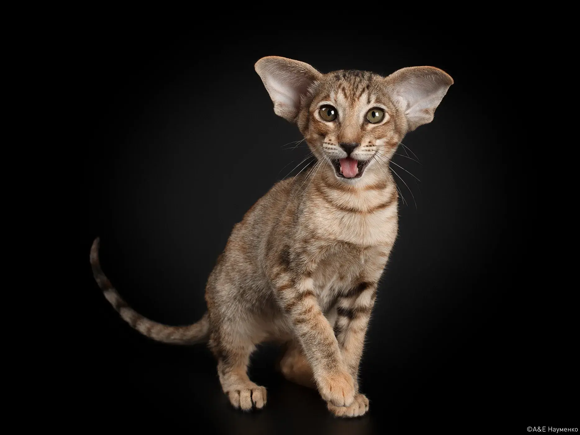 Ориенталы – гипоаллергенные или нет, мифы об аллергии