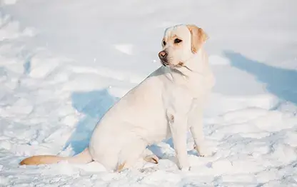 Как ухаживать за лабрадором?