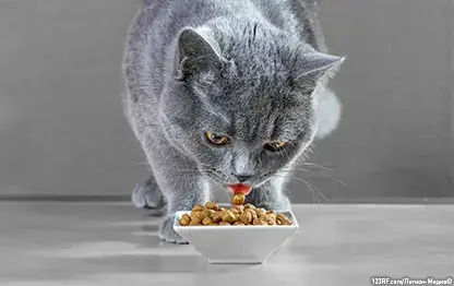 Чем кормить британского котенка?