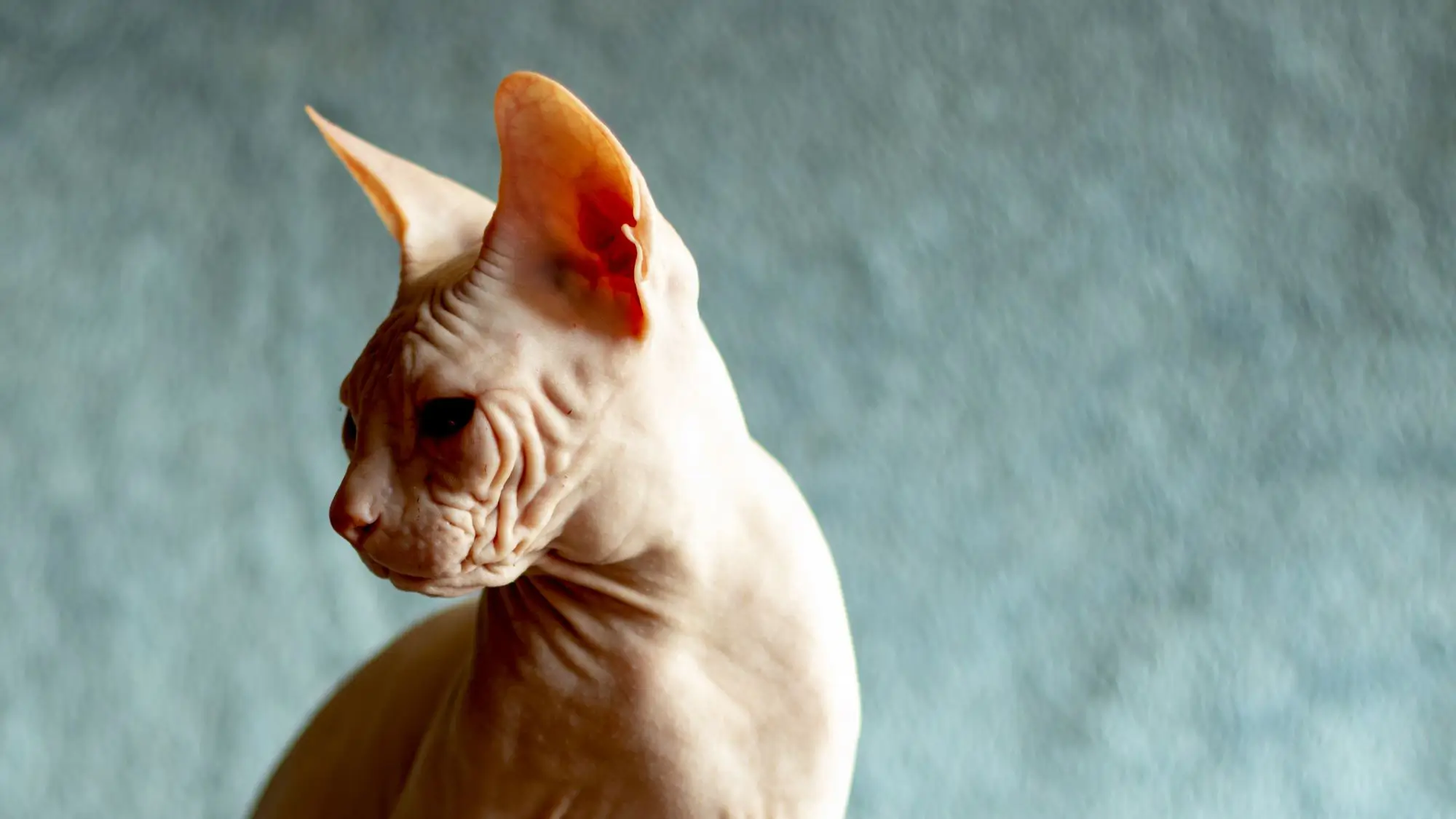 Может ли быть аллергия на сфинкса или бесшерстные кошки гипоаллергенны?