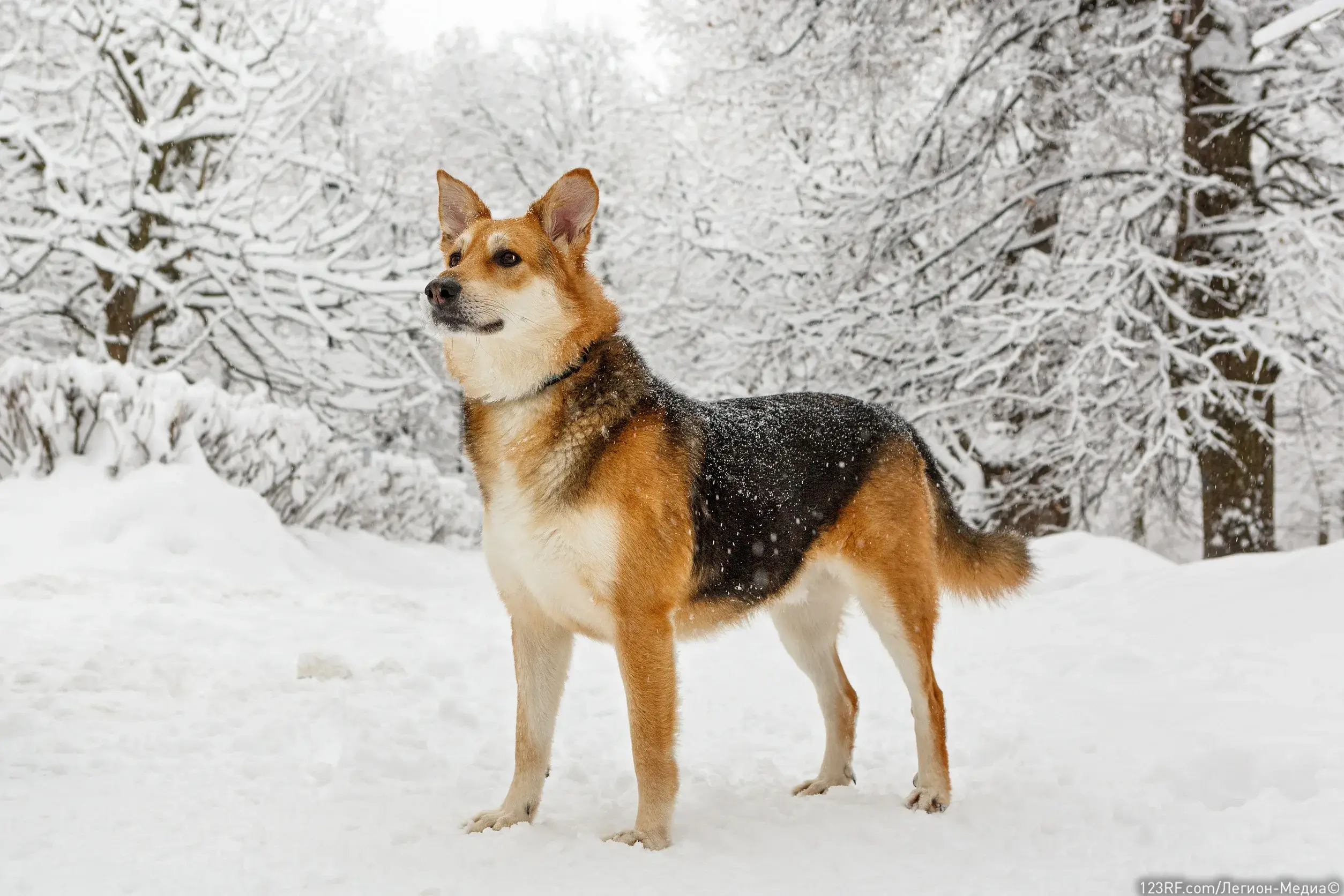 Менингит у собаки – основные симптомы и как лечить патологию