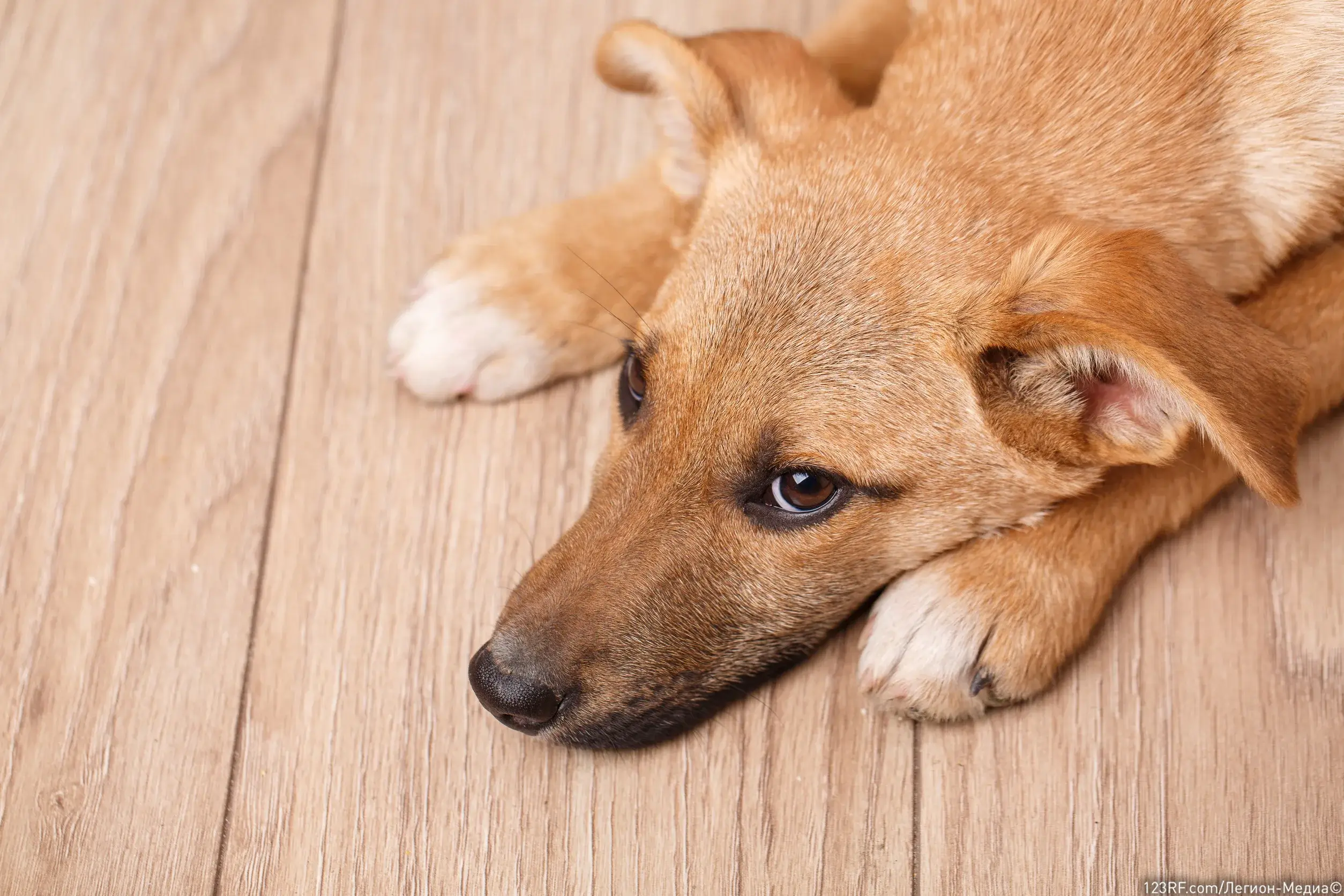 Все о сотрясении мозга у собак – симптомы и что нужно делать