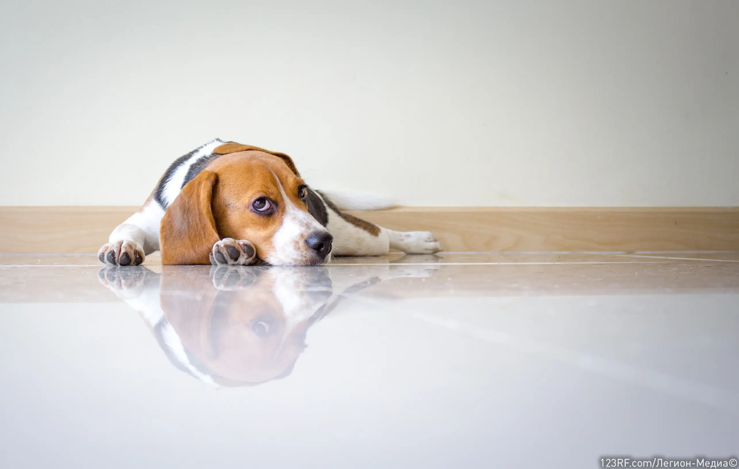 Недержание мочи у собаки – основные причины и лечение