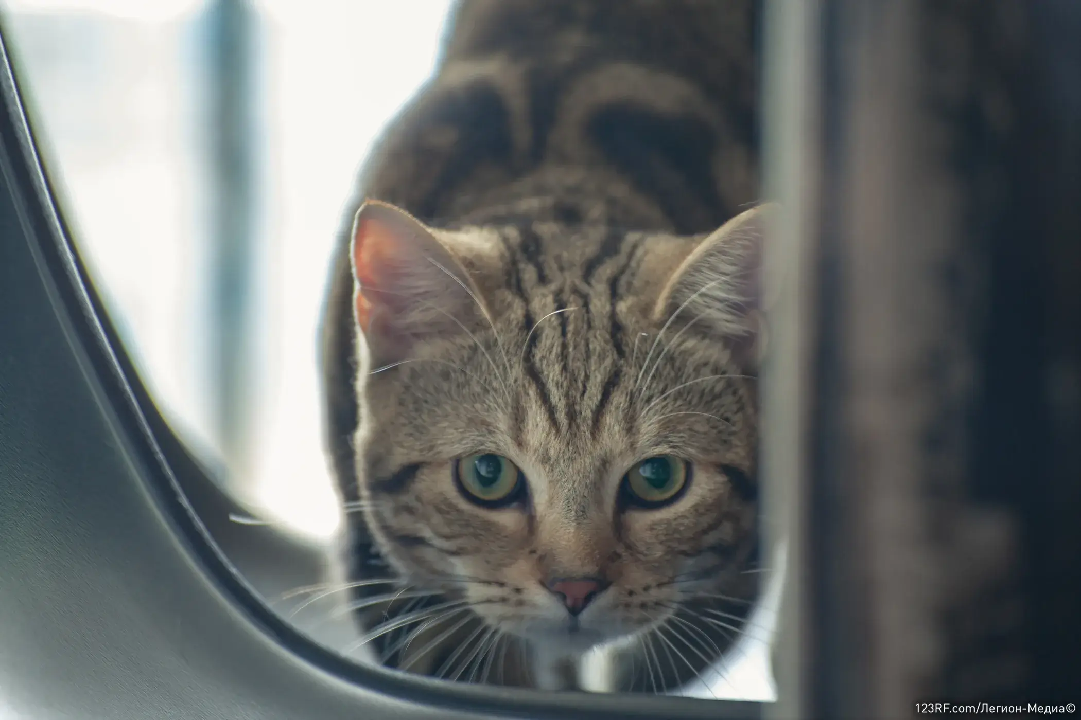 Все о пиодермии у кошек