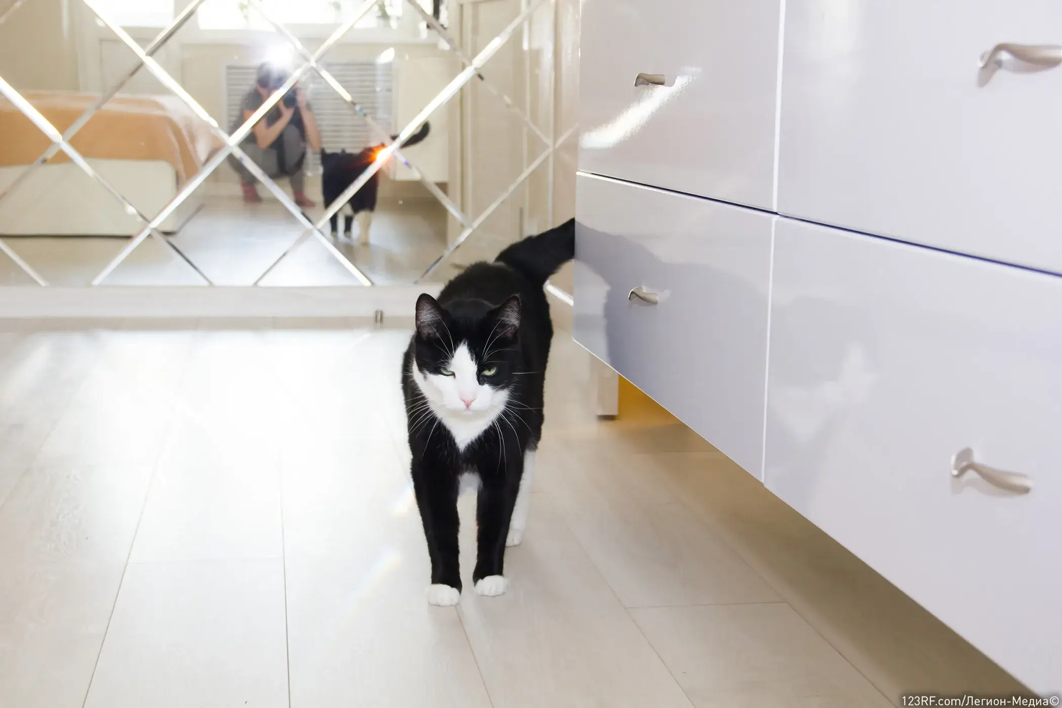 Почему кошка может носиться по квартире после туалета?