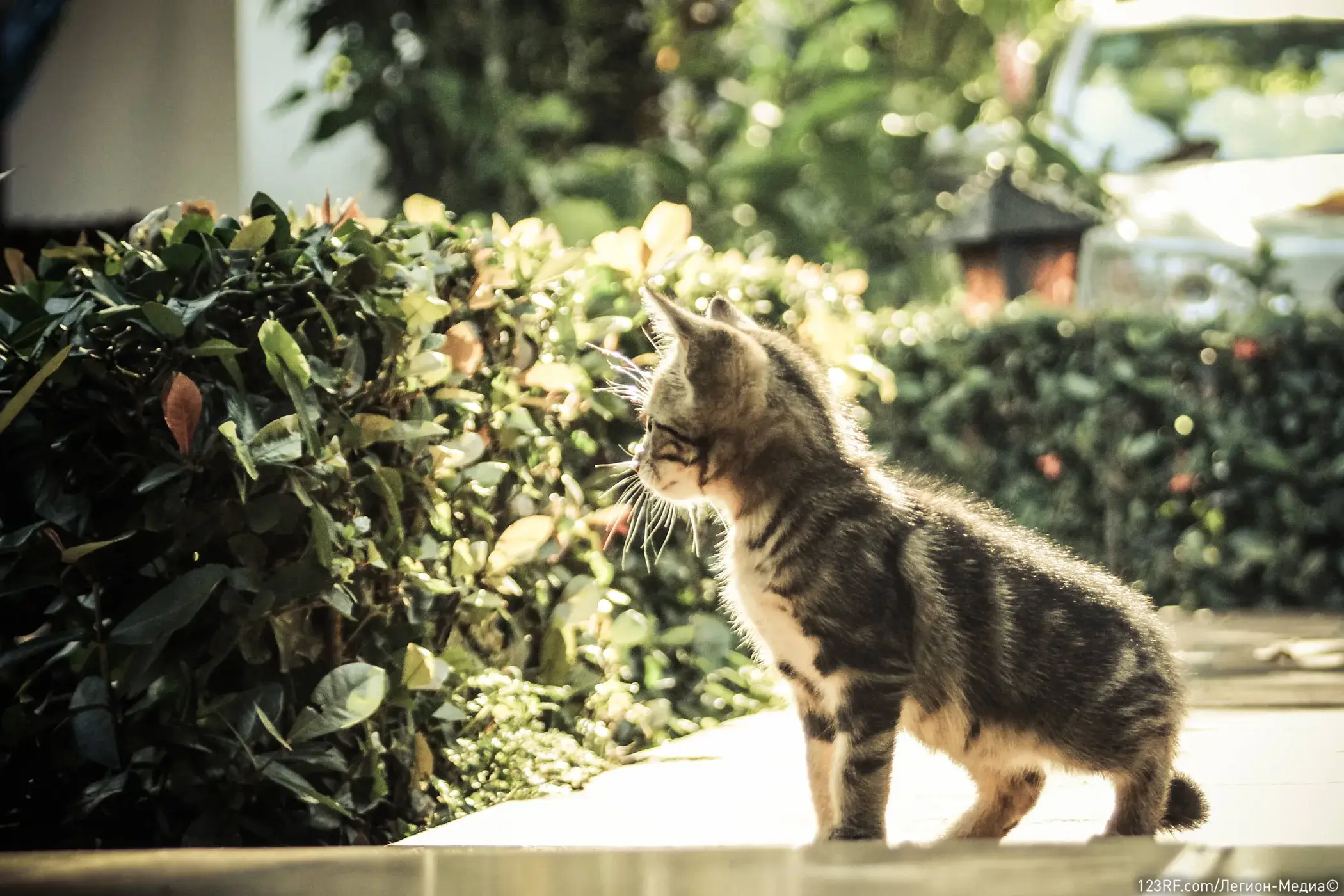 Все о сотрясении мозга у кошек – лечение и основные симптомы