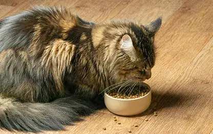 Чем кормить сибирскую кошку?