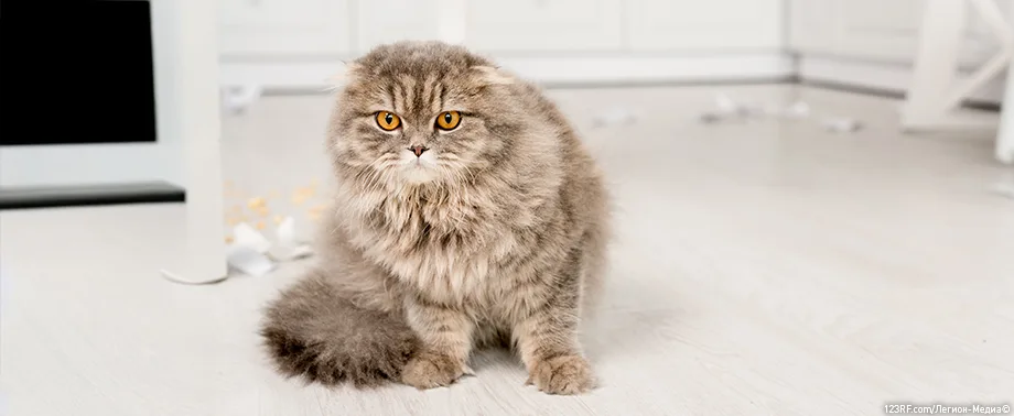 Кератит у кошек – что это, лечение и симптомы