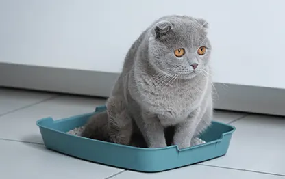 Недержание мочи у кошек