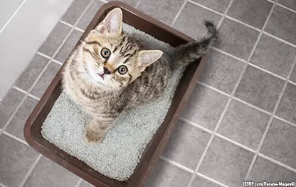 Запор у кошки: что делать?