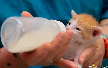 Чем кормить котенка без мамы-кошки?