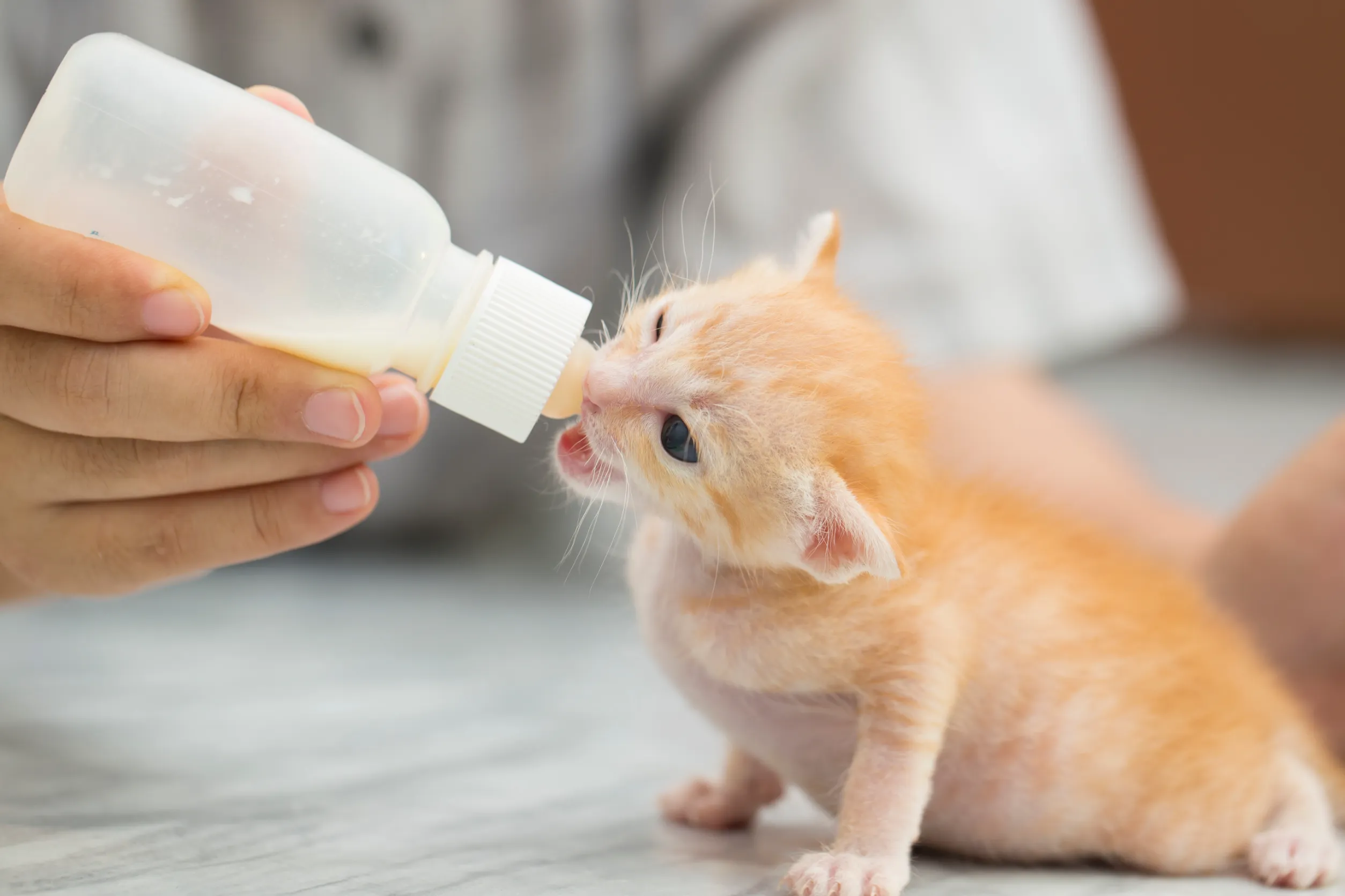 Чем кормить котенка без мамы-кошки?