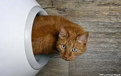 Расстройства пищеварения у кошек