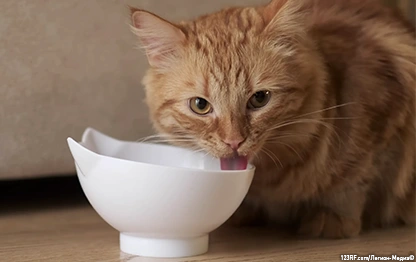 Чем кормить беременную кошку?