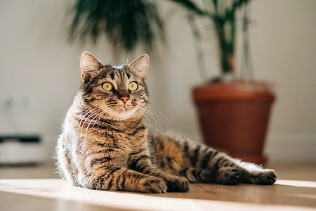 Чем кормить беременную кошку?