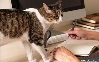 Нужно ли чипировать кошку?