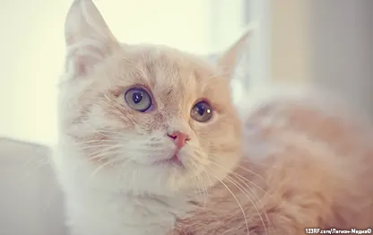 Что такое панкреатит?