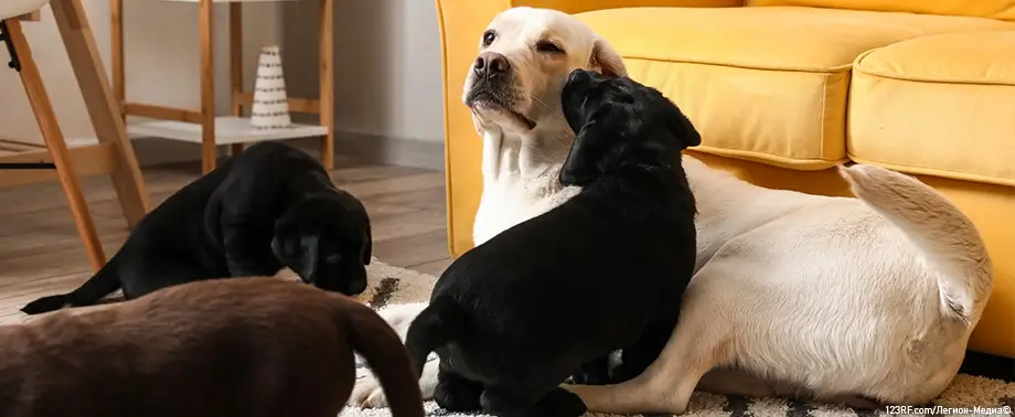 Беременность у породы лабрадор: сколько длится и как проходит