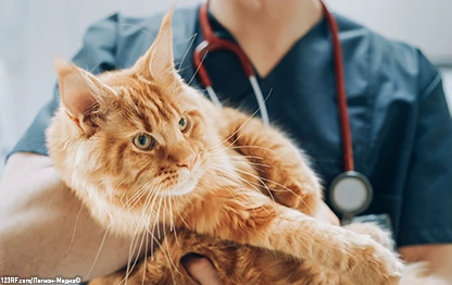 Сахарный диабет у кошек