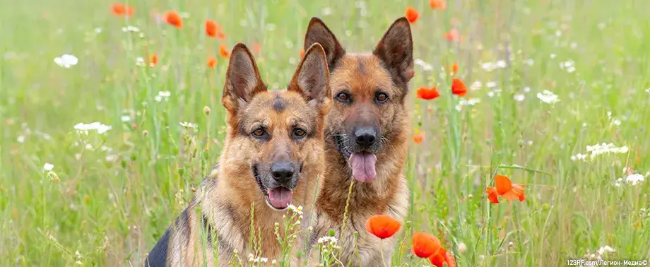 Беременность у породы немецкая овчарка: сколько длится и как проходит