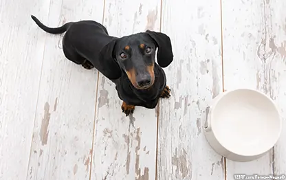 Чем кормить таксу?