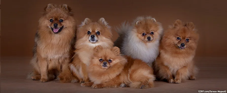 Беременность у породы шпиц: сколько длится и как проходит