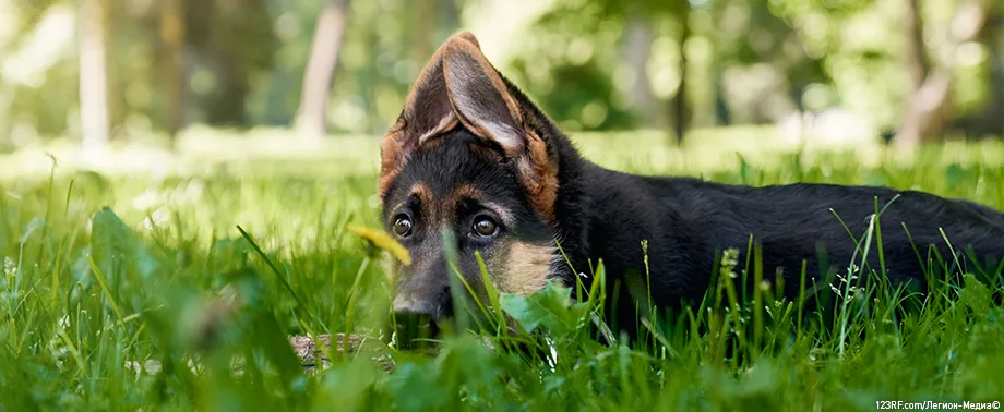 Причины темной мочи у собаки и что делать владельцу?